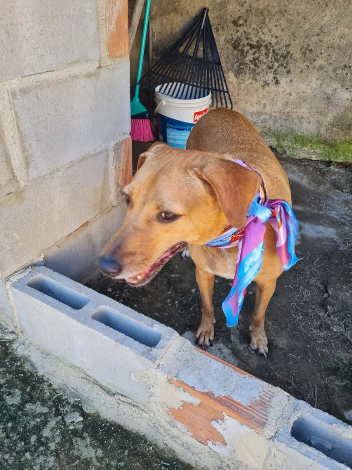 Cachorro raça SRD-ViraLata idade 3 anos nome kin