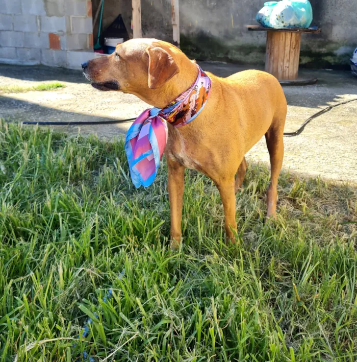 Cachorro raça SRD-ViraLata idade 3 anos nome kin