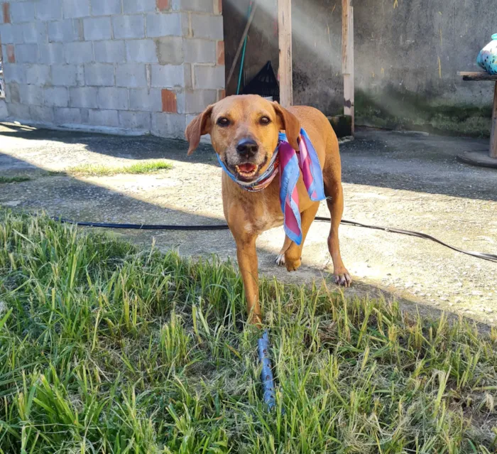 Cachorro raça SRD-ViraLata idade 3 anos nome kin