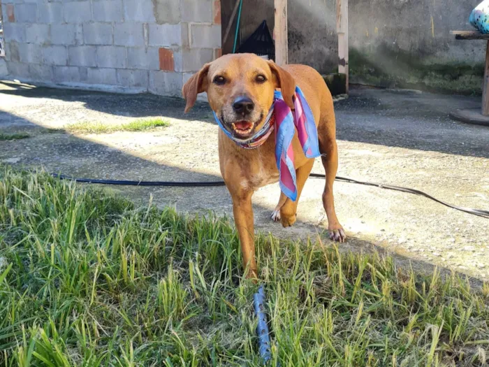 Cachorro raça SRD-ViraLata idade 3 anos nome kin