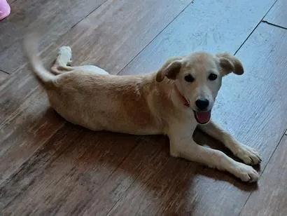 Cachorro raça SRD-ViraLata idade 2 a 6 meses nome Pandora