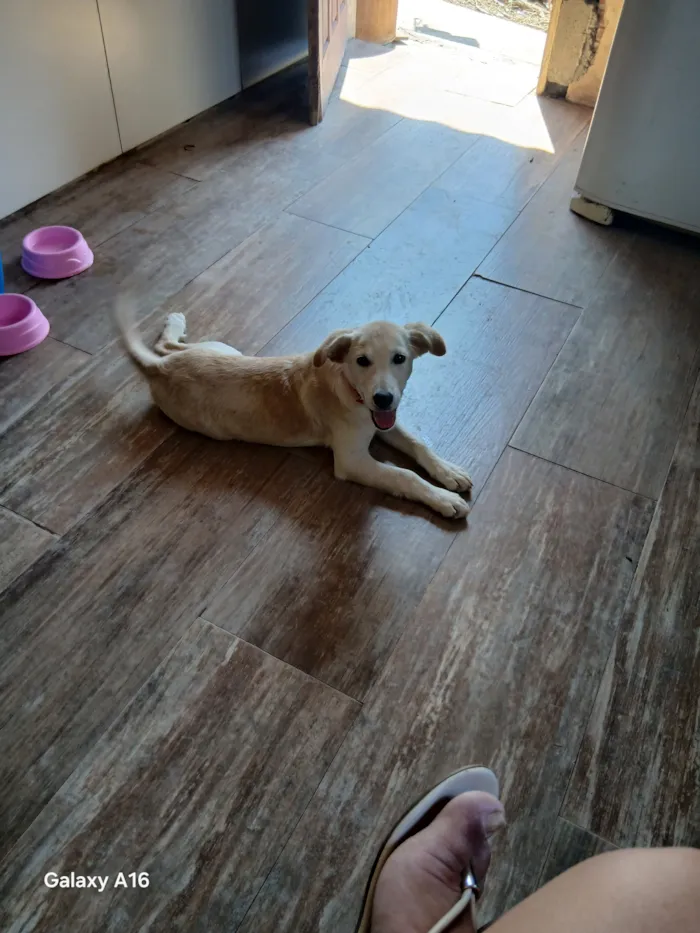 Cachorro raça SRD-ViraLata idade 2 a 6 meses nome Pandora