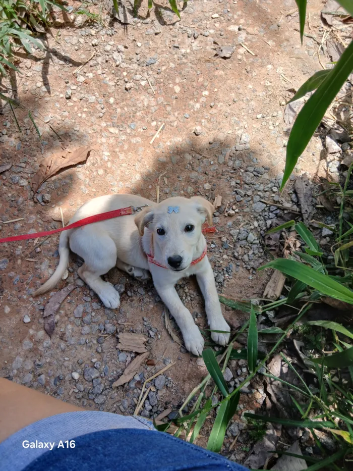 Cachorro raça SRD-ViraLata idade 2 a 6 meses nome Pandora