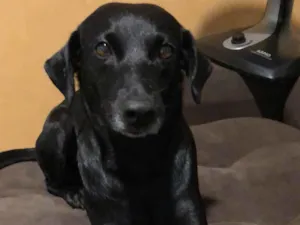 Cachorro raça SRD-ViraLata idade 6 ou mais anos nome Neguinha