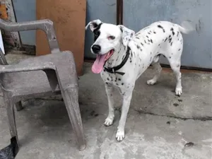 Cachorro raça Dálmata idade 6 ou mais anos nome max
