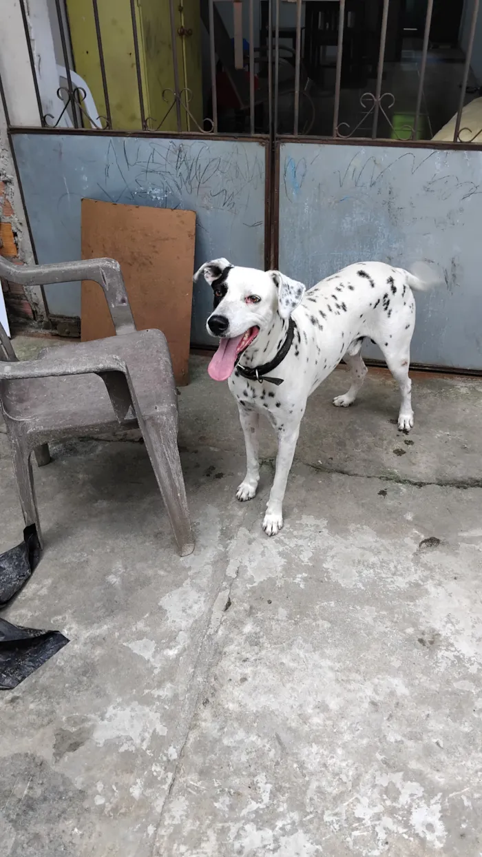 Cachorro raça Dálmata idade 6 ou mais anos nome max