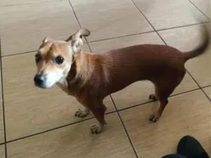 Cachorro raça SRD-ViraLata idade 6 ou mais anos nome Meg