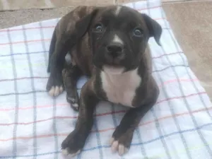Cachorro raça SRD-ViraLata idade 2 a 6 meses nome Thor