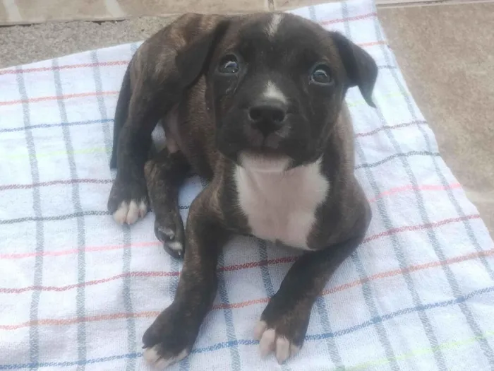 Cachorro raça SRD-ViraLata idade 2 a 6 meses nome Thor