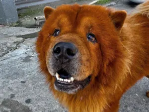 Cachorro raça SRD-ViraLata idade 5 anos nome Simba