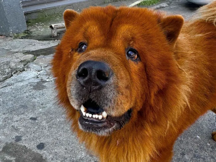 Cachorro raça SRD-ViraLata idade 5 anos nome Simba