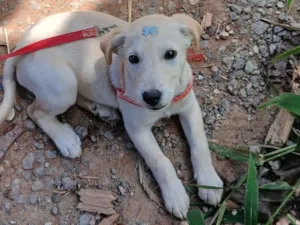 Cachorro raça SRD-ViraLata idade 2 a 6 meses nome Pandora