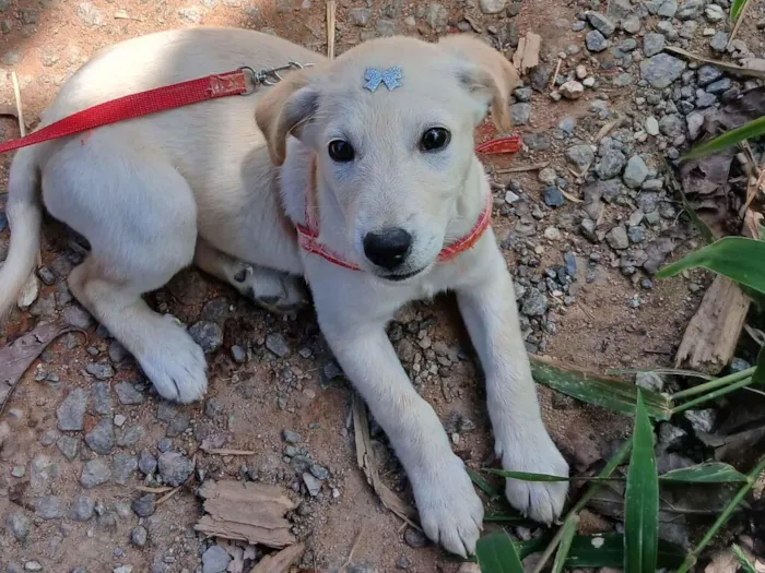 Cachorro raça SRD-ViraLata idade 2 a 6 meses nome Pandora