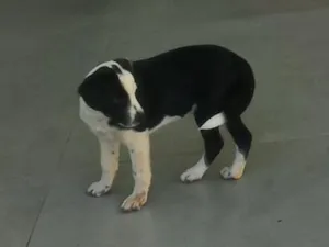 Cachorro raça SRD-ViraLata idade 2 a 6 meses nome fumaça