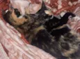 Mila e mel