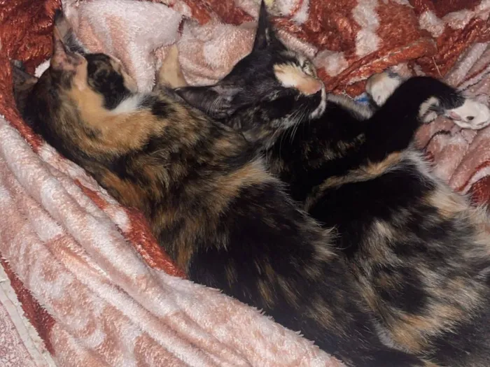 Gato raça SRD-ViraLata idade 7 a 11 meses nome Mila e mel