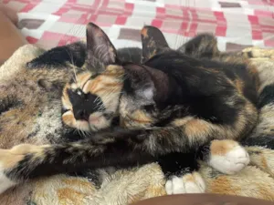 Gato raça SRD-ViraLata idade 7 a 11 meses nome Mila e mel