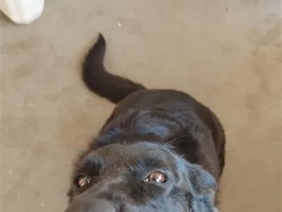 Cachorro raça SRD-ViraLata idade 4 anos nome Madalena