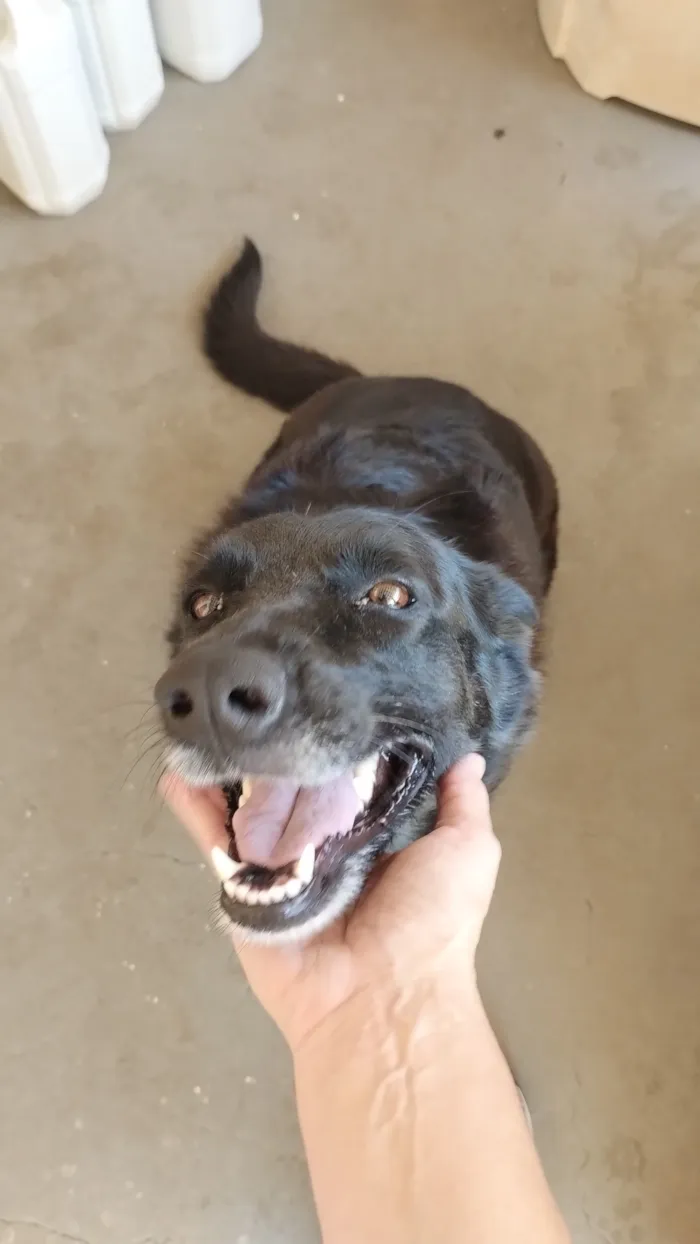 Cachorro raça SRD-ViraLata idade 4 anos nome Madalena