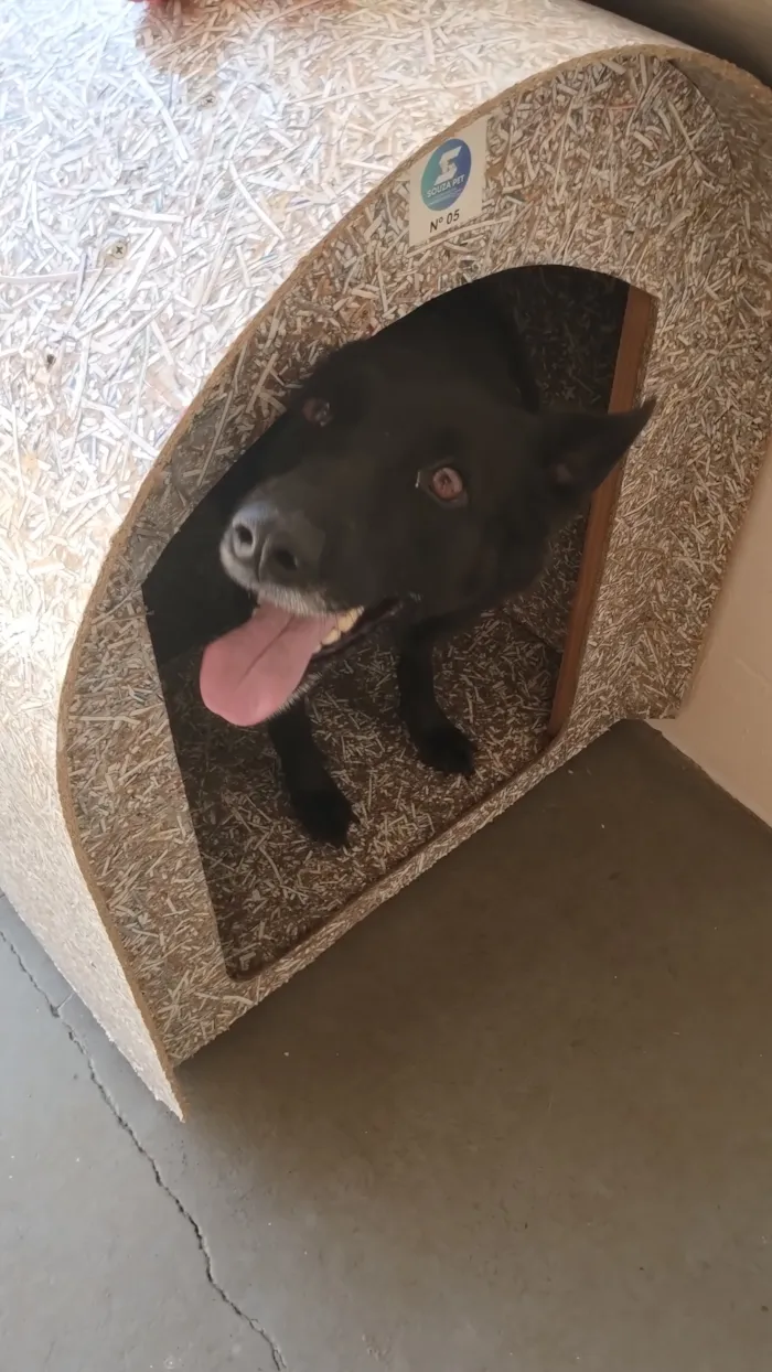 Cachorro raça SRD-ViraLata idade 4 anos nome Madalena