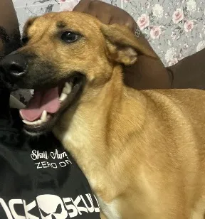 Cachorro raça SRD-ViraLata idade 1 ano nome Sasha