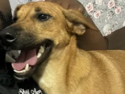 Cachorro raça SRD-ViraLata idade 1 ano nome Sasha