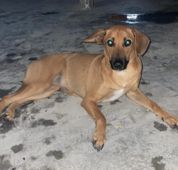 Cachorro raça SRD-ViraLata idade 1 ano nome Sasha