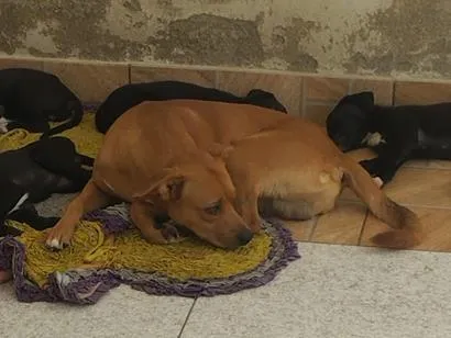 Cachorro raça SRD-ViraLata idade Abaixo de 2 meses nome Max e Pretinha