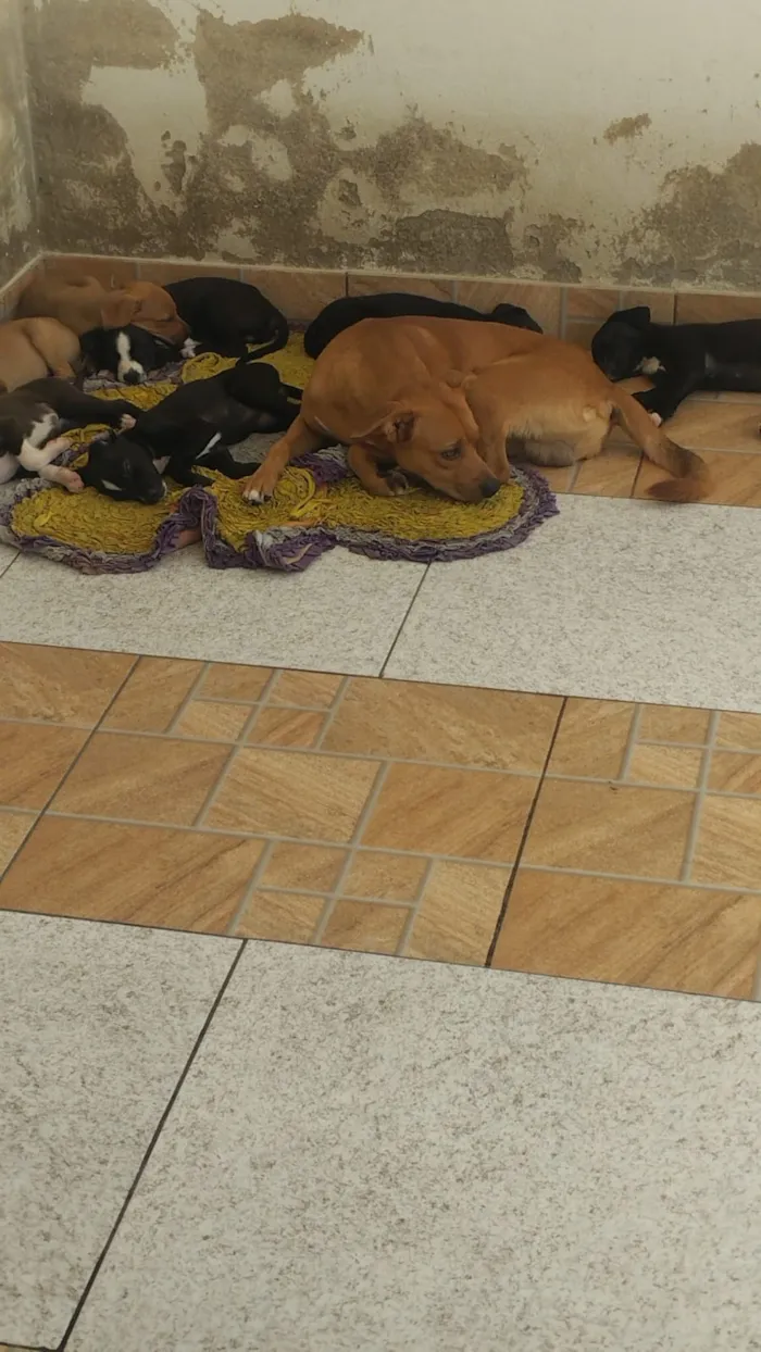 Cachorro raça SRD-ViraLata idade Abaixo de 2 meses nome Max e Pretinha