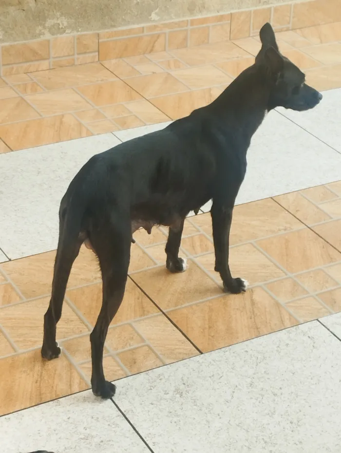 Cachorro raça SRD-ViraLata idade Abaixo de 2 meses nome Max e Pretinha