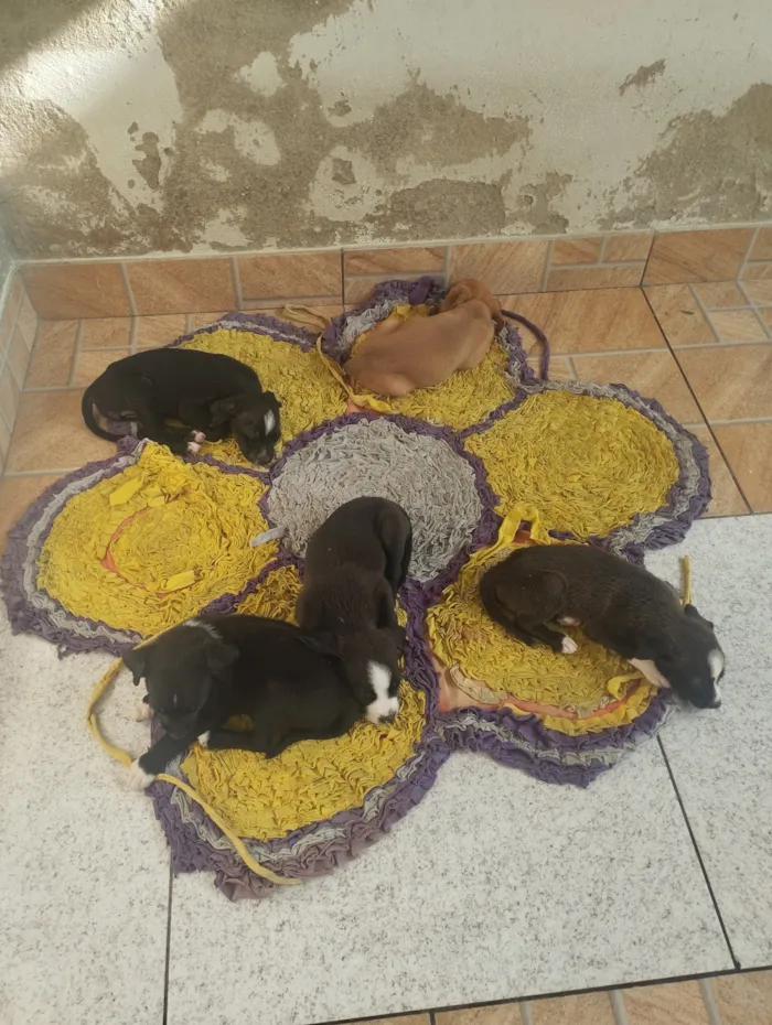 Cachorro raça SRD-ViraLata idade Abaixo de 2 meses nome Max e Pretinha