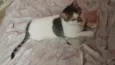 Princesa