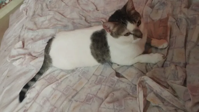 Gato raça SRD-ViraLata idade 2 a 6 meses nome Princesa