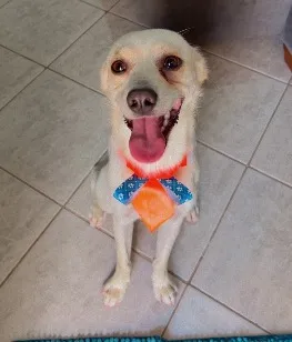 Cachorro raça SRD-ViraLata idade 1 ano nome Feb