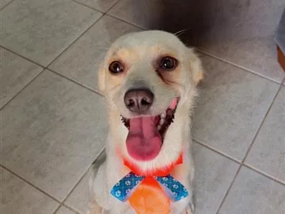 Cachorro raça SRD-ViraLata idade 1 ano nome Feb