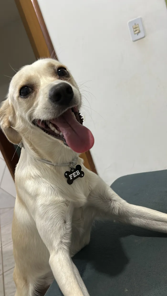 Cachorro raça SRD-ViraLata idade 1 ano nome Feb