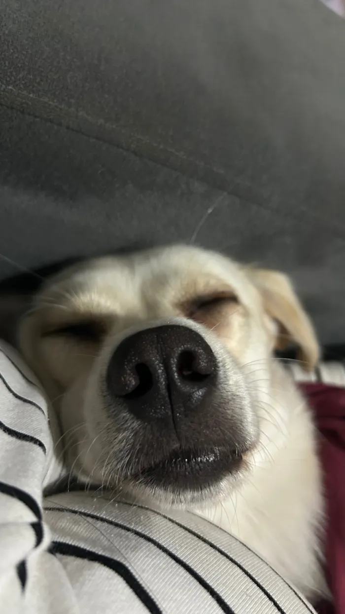 Cachorro raça SRD-ViraLata idade 1 ano nome Feb