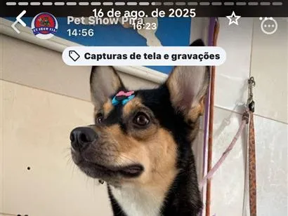 Cachorro raça SRD-ViraLata idade 1 ano nome Lune 