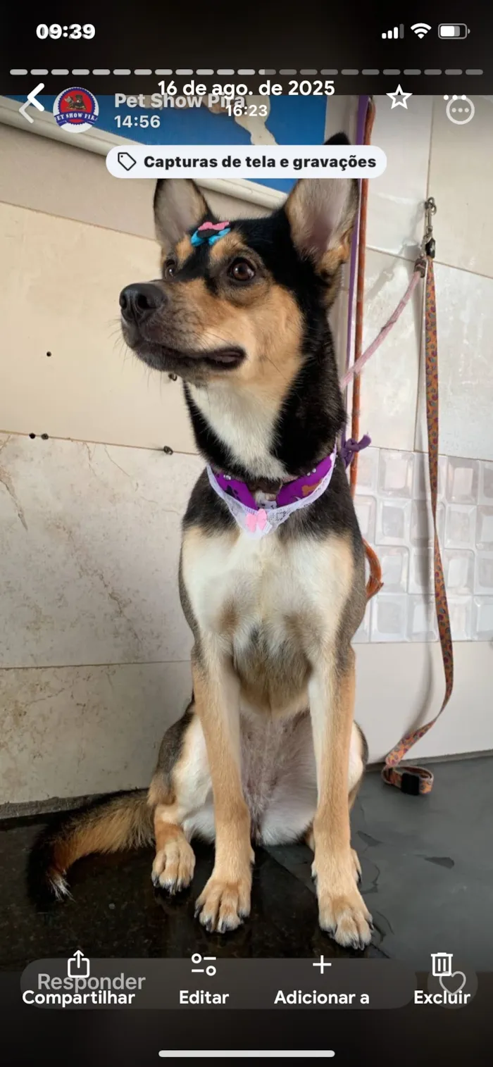 Cachorro raça SRD-ViraLata idade 1 ano nome Lune 