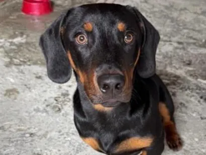 Cachorro raça SRD-ViraLata idade 1 ano nome Theo