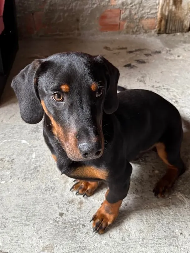 Cachorro raça SRD-ViraLata idade 1 ano nome Theo