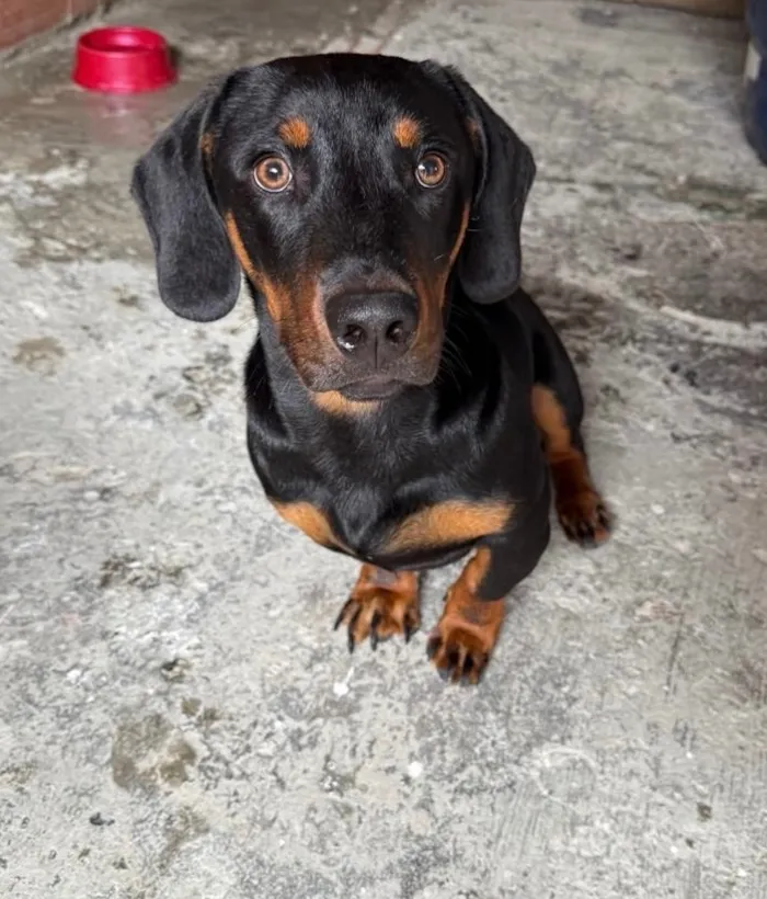 Cachorro raça SRD-ViraLata idade 1 ano nome Theo