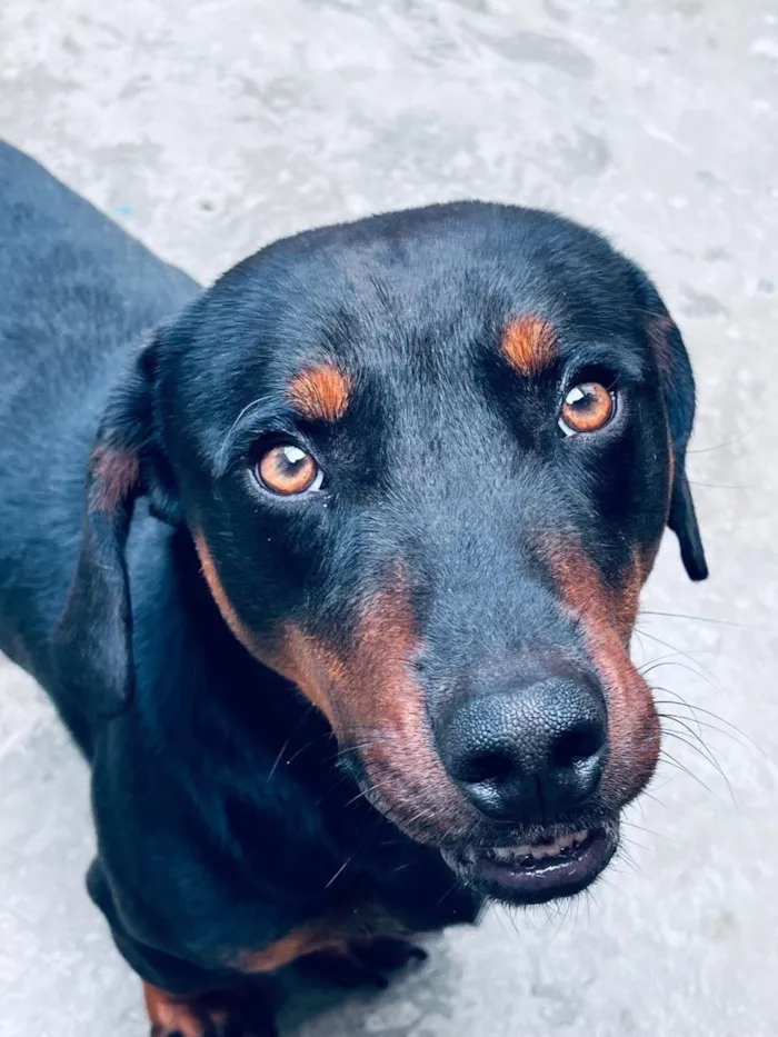Cachorro raça SRD-ViraLata idade 1 ano nome Theo