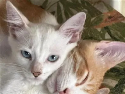 Gato raça SRD-ViraLata idade 2 a 6 meses nome Gatinhos filhores e mãe 