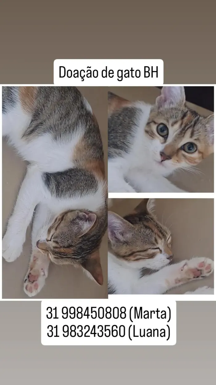 Gato raça SRD-ViraLata idade 2 a 6 meses nome Gatinhos filhores e mãe 