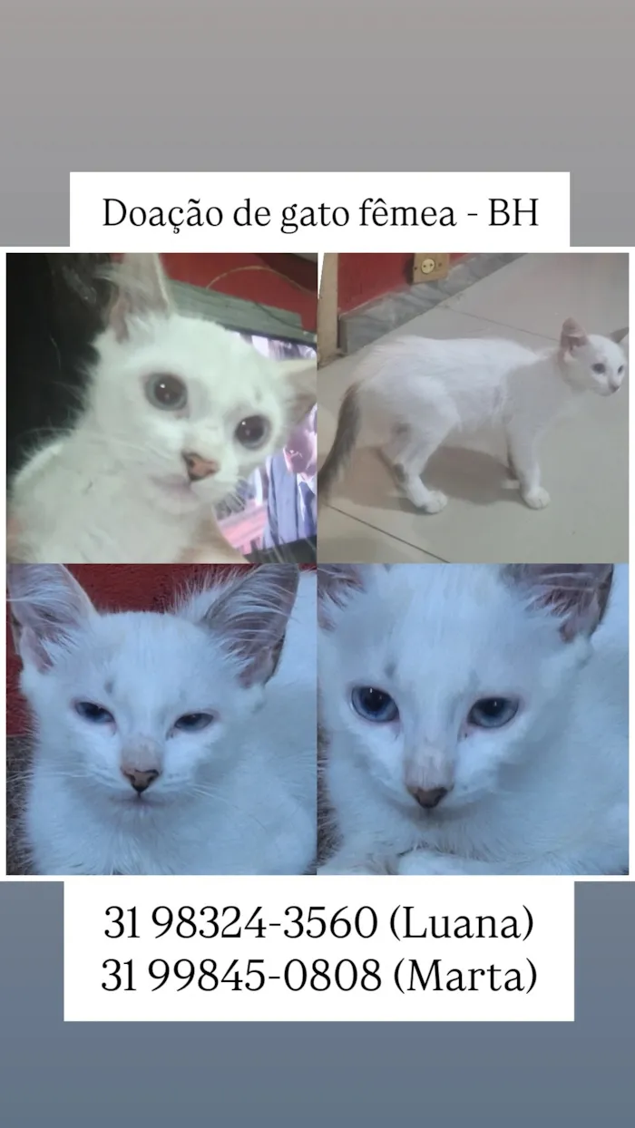 Gato raça SRD-ViraLata idade 2 a 6 meses nome Gatinhos filhores e mãe 