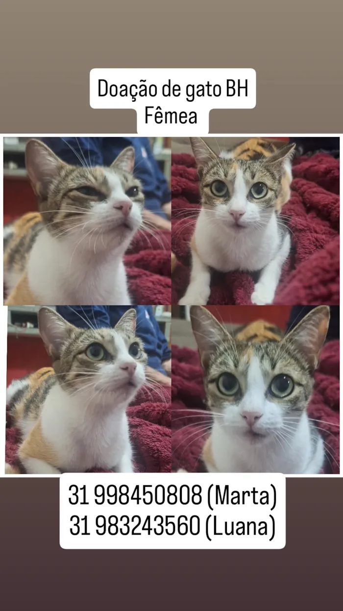 Gato raça SRD-ViraLata idade 2 a 6 meses nome Gatinhos filhores e mãe 