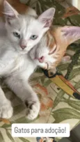 Gatinhos filhores e mãe 