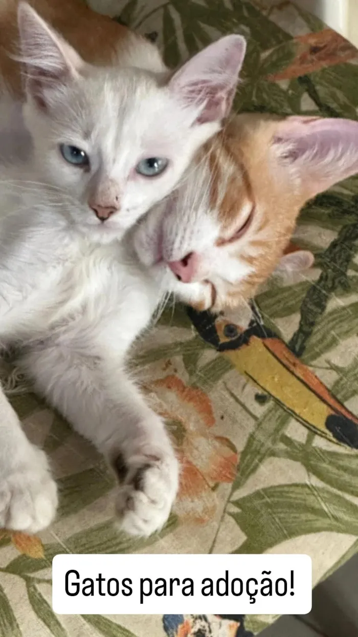 Gato raça SRD-ViraLata idade 2 a 6 meses nome Gatinhos filhores e mãe 