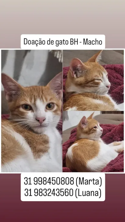 Gato raça SRD-ViraLata idade 2 a 6 meses nome Gatinhos filhores e mãe 